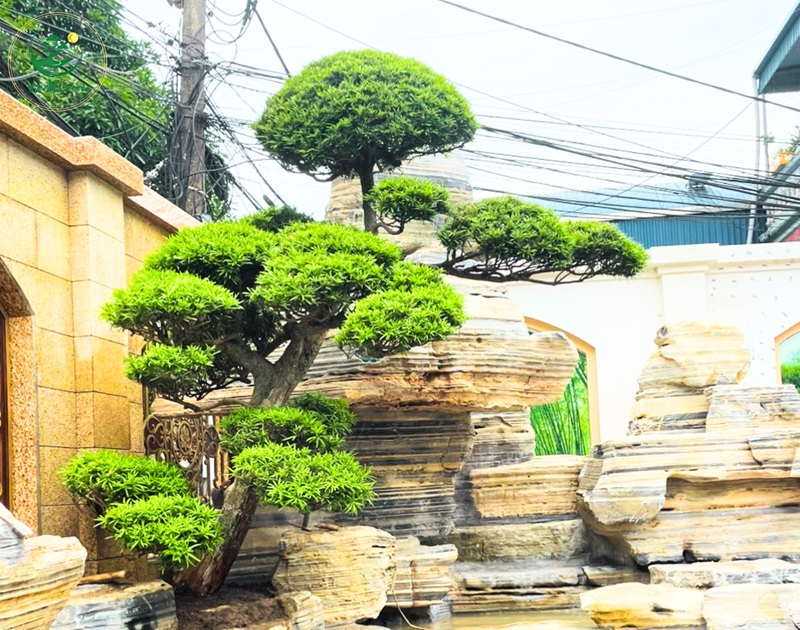 Ý nghĩa phong thủy