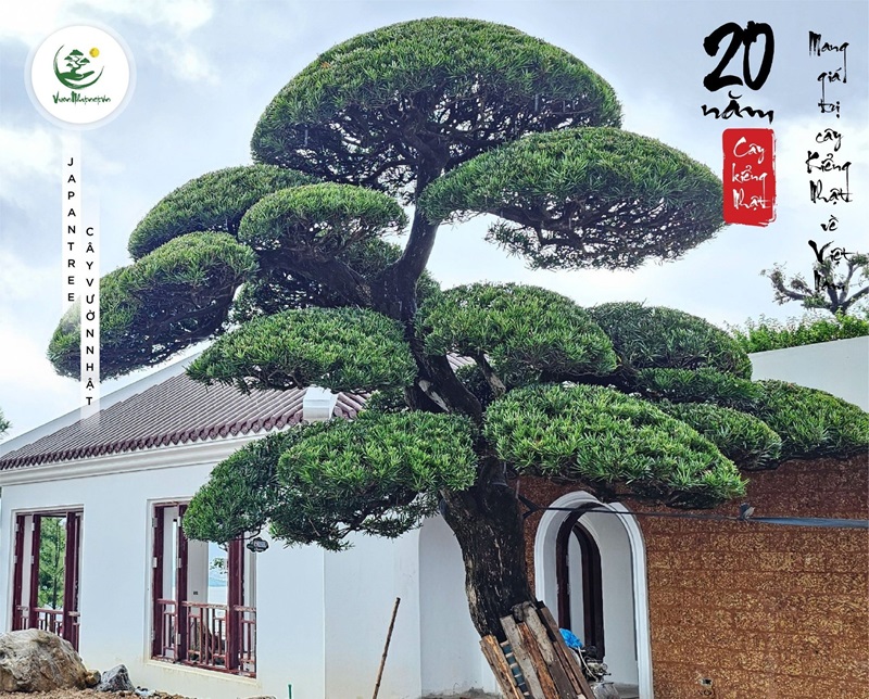 Ý nghĩa phong thủy