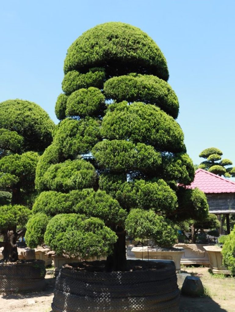 Tùng cối là gì? Hiểu đúng bản chất dáng tùng cối