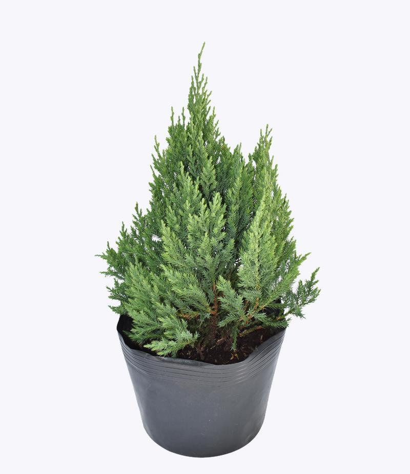 Đặc điểm sinh trưởng của tùng trồng dáng cối