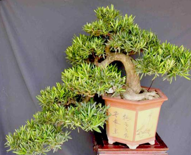 Ý nghĩa phong thủy của dáng tùng cối