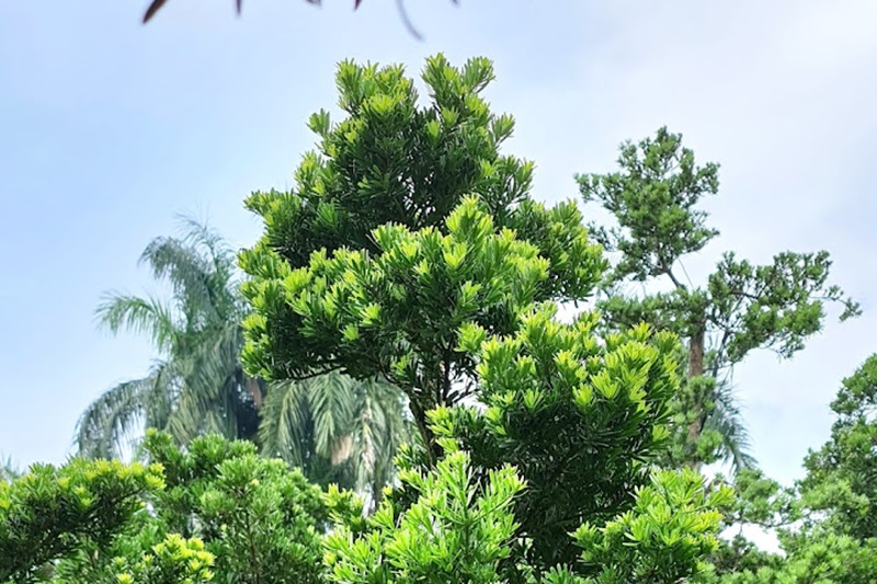 Tùng kim cương trồng ở đâu