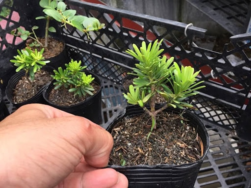 Cách trồng và chăm sóc tùng kim cương