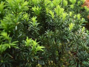 Khám phá ý nghĩa phong thủy và đặc điểm của cây tùng kim cương