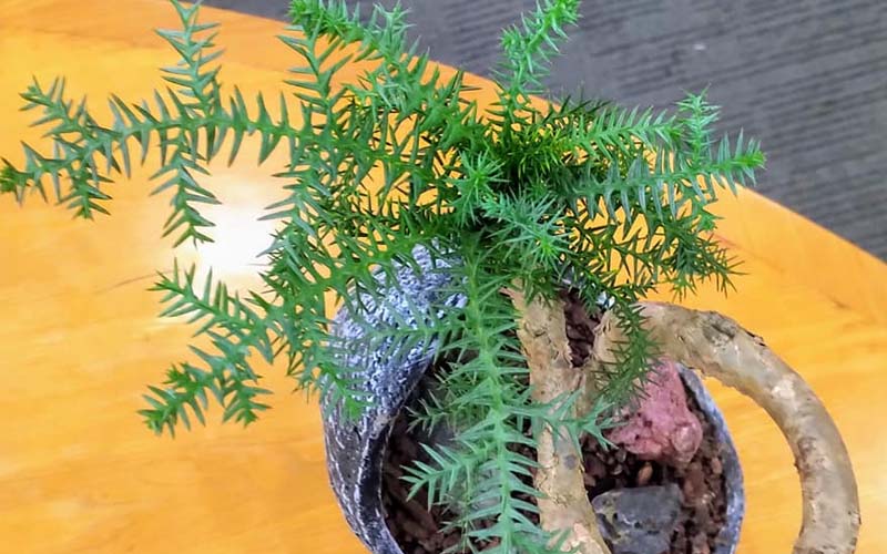 Cây tùng xương cá là gì?