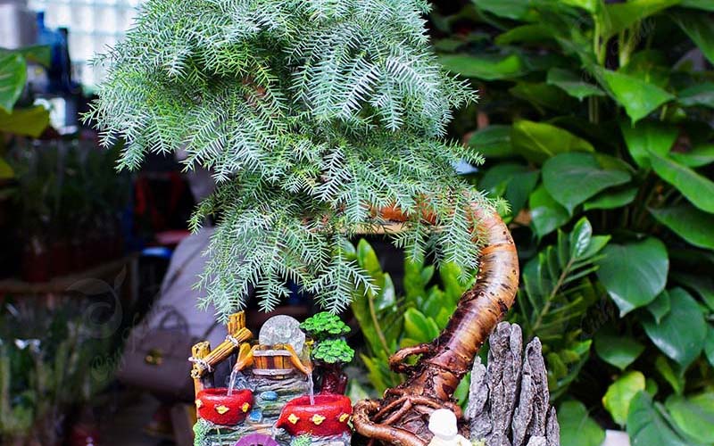 Ý nghĩa phong thủy của cây tùng xương cá