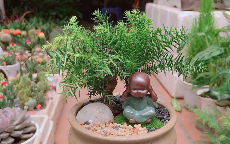 Ý nghĩa phong thủy của cây tùng xương cá