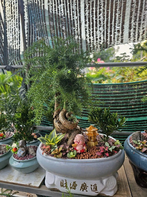 Ý nghĩa phong thủy của cây tùng xương cá