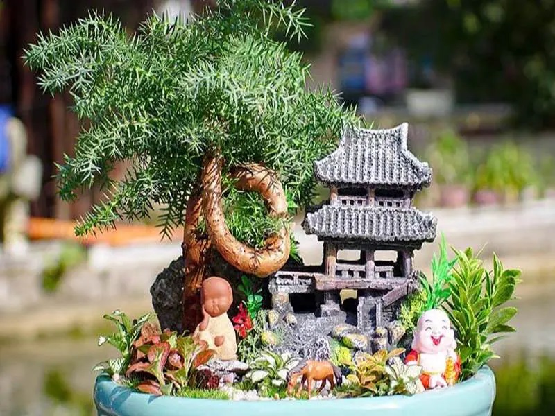 Cách trồng cây tùng xương cá đúng kỹ thuật