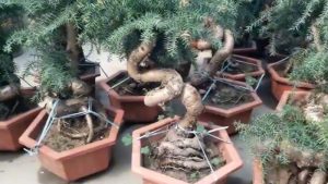 Đặc điểm, ý nghĩa phong thủy và cách trồng cây tùng xương cá