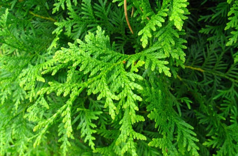 Nguồn gốc và phân loại thực vật