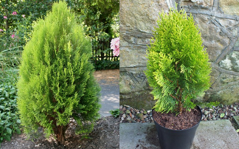 Đặc điểm hình thái chi tiết của cây tùng bách diệp