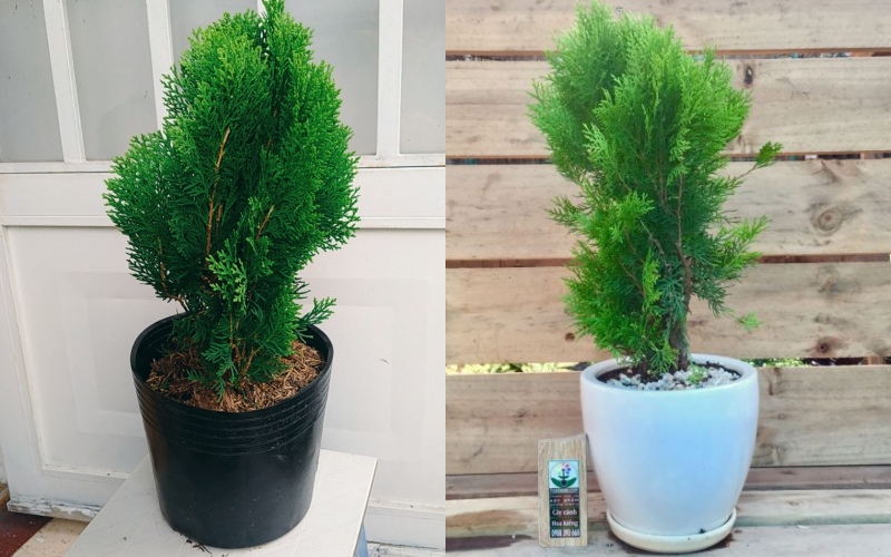 Ý nghĩa phong thủy của cây tùng bách diệp