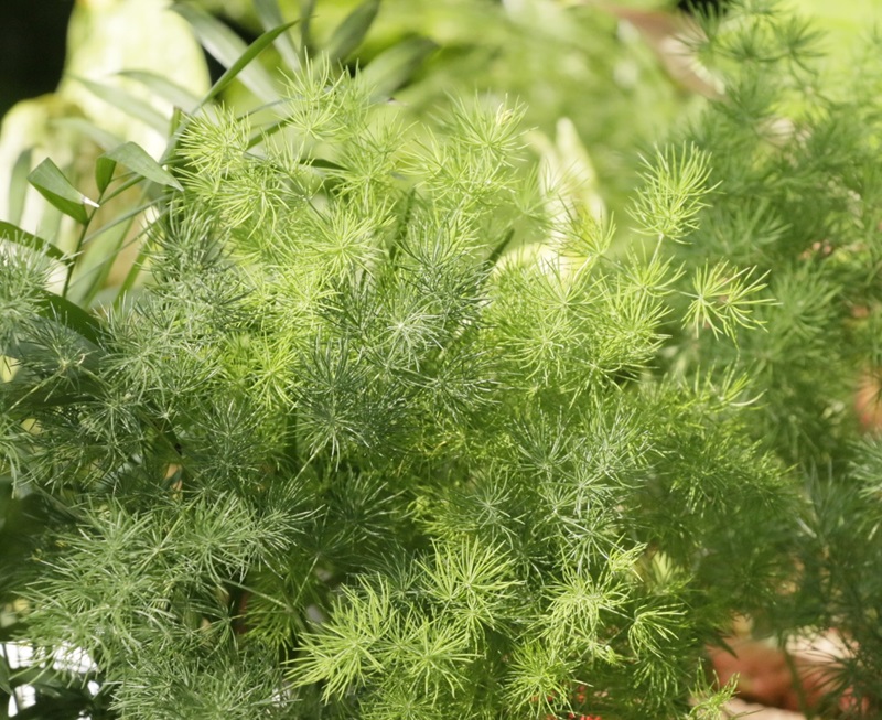 Đặc điểm của cây tùng nho