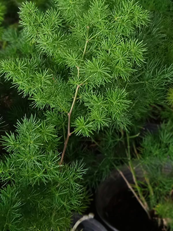 Ý nghĩa và công dụng của cây tùng nho