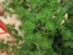 Cây tùng nho là gì? Có phải tùng La Hán không?