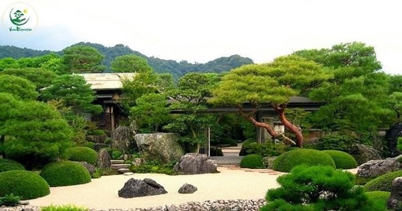 Cây tùng sống được bao lâu trong điều kiện thực tế?