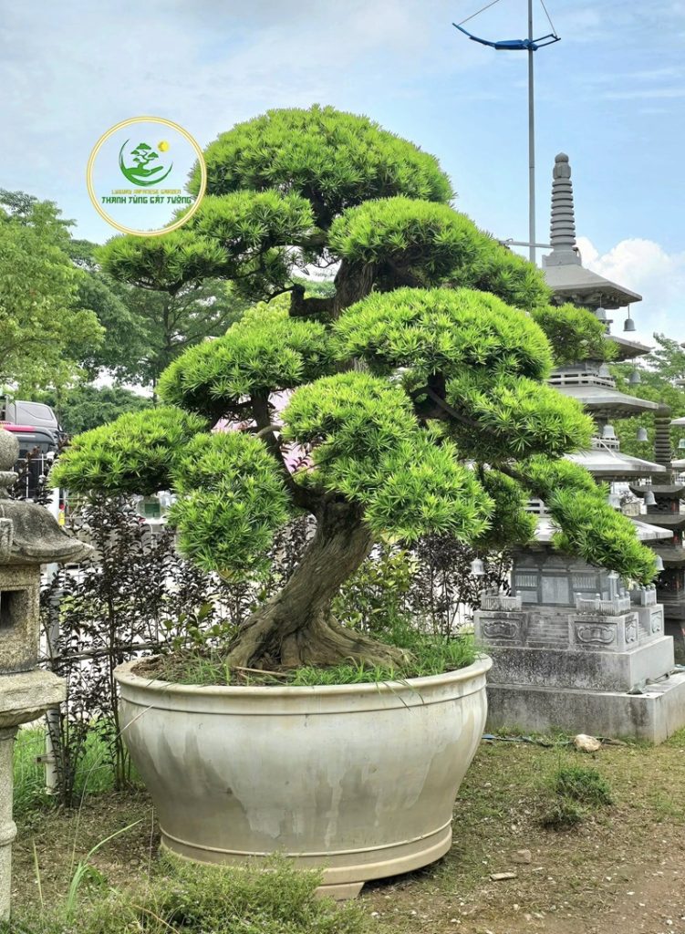 Đặc điểm sinh học giúp cây tùng có tuổi thọ cao