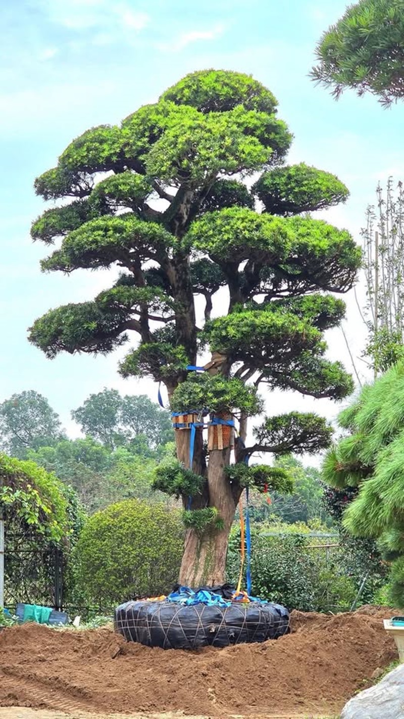 Những yếu tố quyết định cây tùng sống lâu hay nhanh xuống