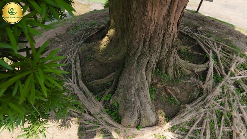 Tuổi thọ chi tiết các loại tùng phổ biến hiện nay