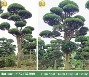 Cây tùng sống được bao lâu? Tuổi thọ các loại tùng phổ biến