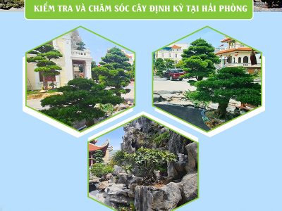 vuon nhat kiem tra va cham soc cay dinh ky tai hai phong 1